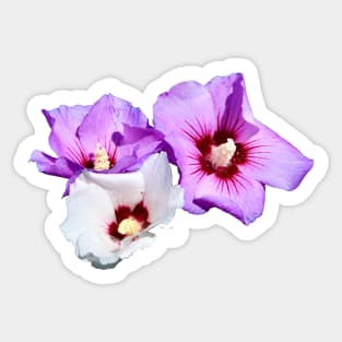 Hibiscus Flowers Sticker